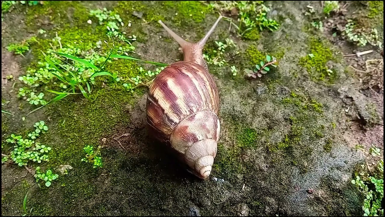 SANTAI BERSAMA BEKICOT DI PAGI HARI 
