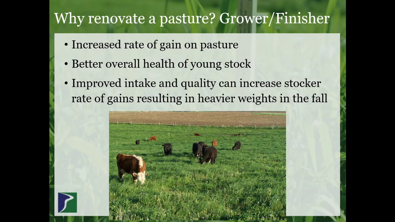 Why Renovate your Pasture? A guide to higher Pasture Productivity