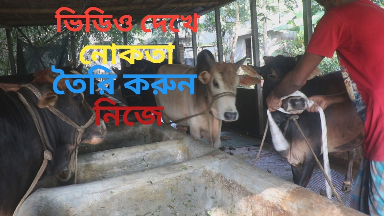 গরুর নোকতা বা মুখের রশি বানানো শিখুন ভিডিও দেখে | Learn to make cow mouth rope |