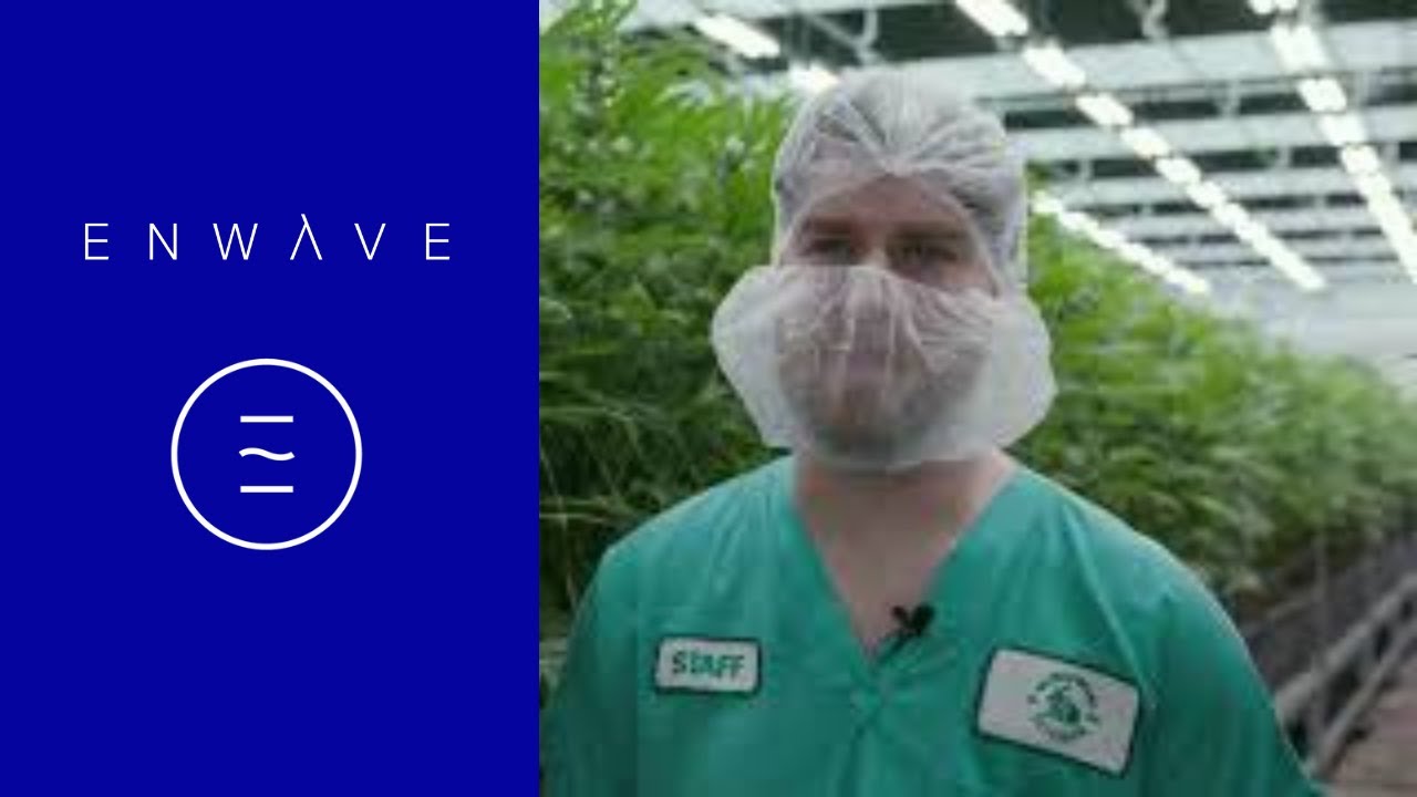 Cannabis Drying with REV&trade; Equipment - Cultivator Testimonial - EnWave (30 sec)