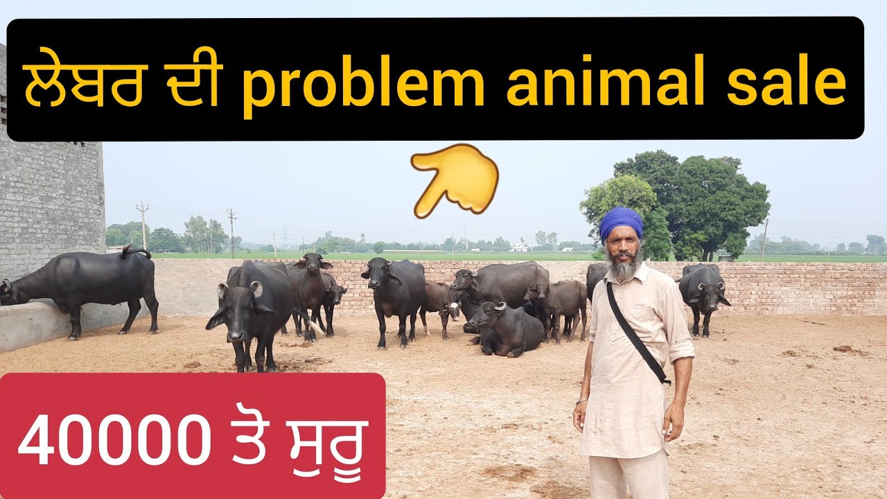 ਲੇਬਰ Di problem bahut Sundar animal sale  Ph 99142-61935👈 date 29-7-2020 40000 shuru
