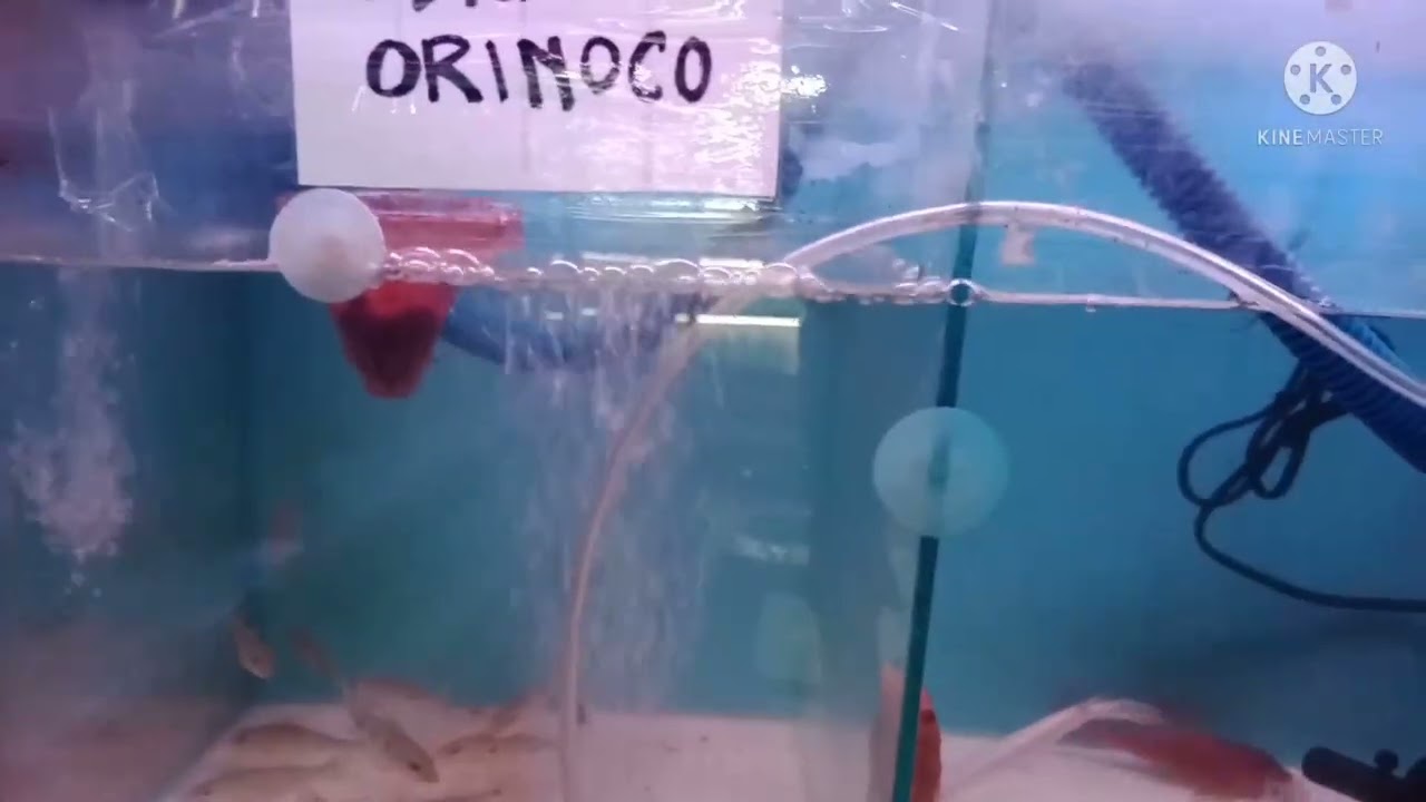 Jalan-jalan ke pasar ikan hias Depok di solo