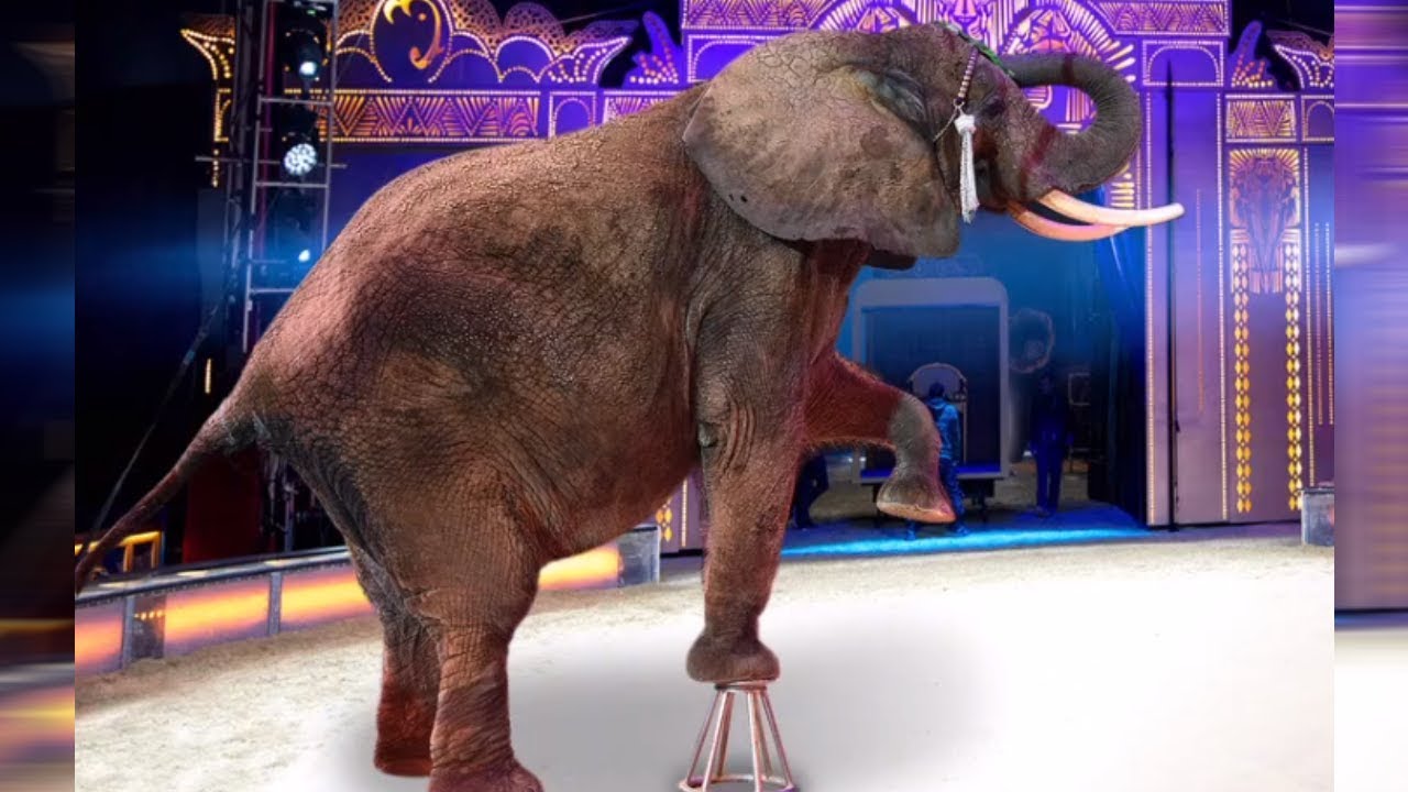 Circus Krone: Die ELEFANTEN kommen aus Spanien ZURÜCK ins Programm