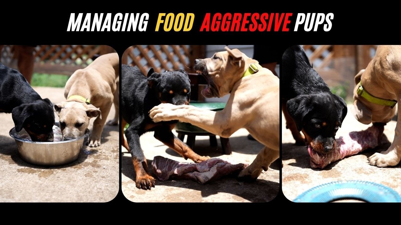Boogey vs Mowgli: Managing Food & Water Aggression