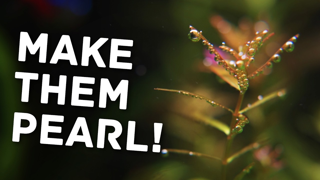 Make Your Aquarium Plants Pearl Like Magic &ndash; Here's How!