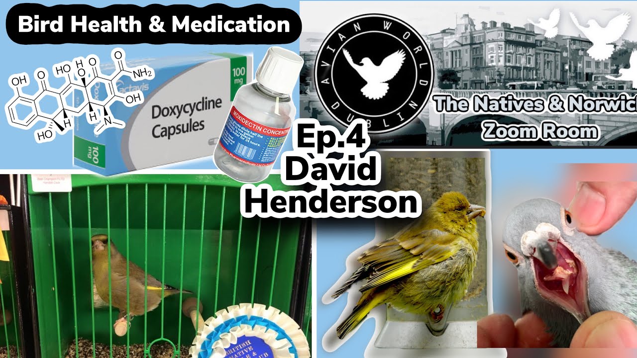 #4 Bird Health & Medication w/ Dave Henderson | The Natives & Norwich Zoom Room