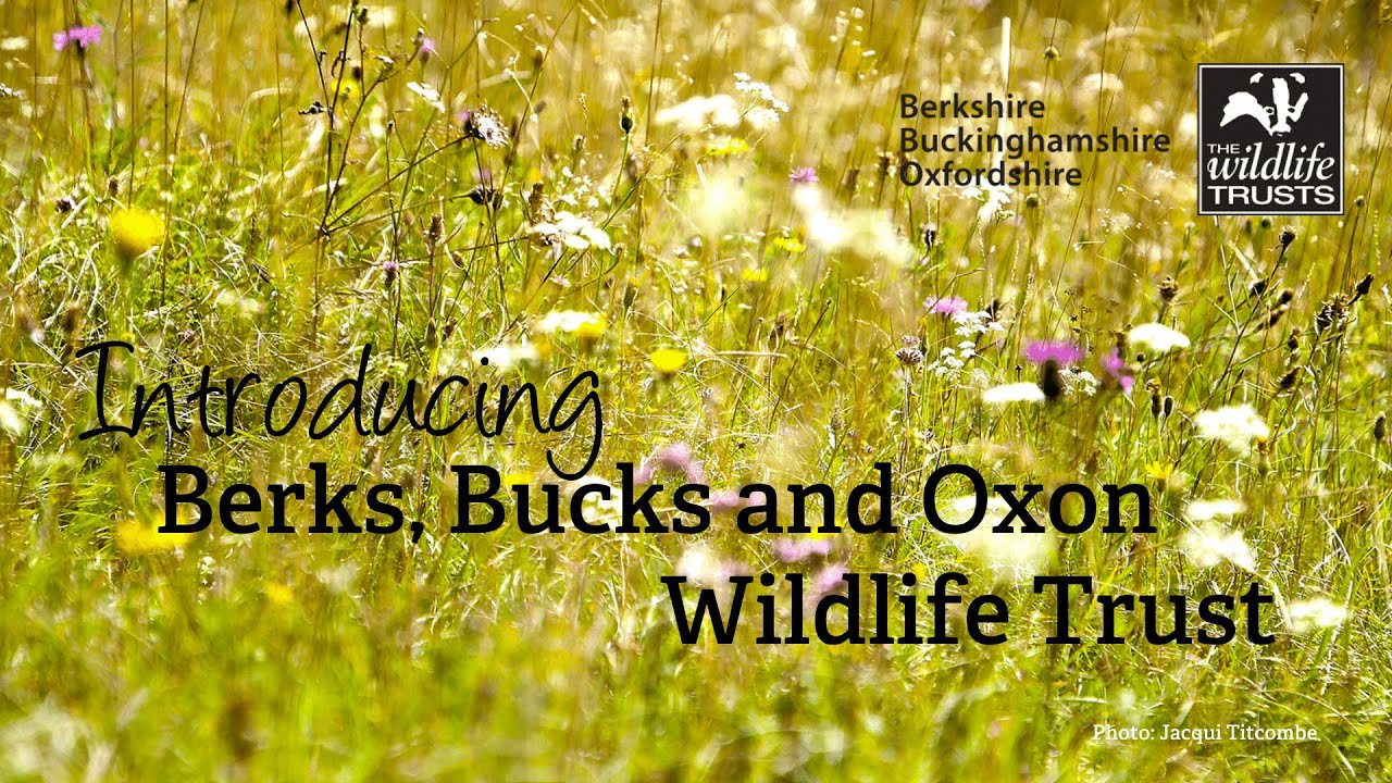 Introducing Berks, Bucks and Oxon Wildlife Trust