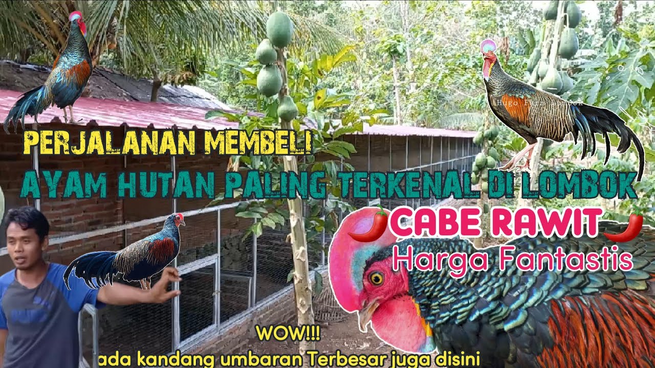 Menjemput 🌶 Cabe Rawit 🌶, AHH paling terkenal di Lombok. Speknya Mewah Banget Bosku😳