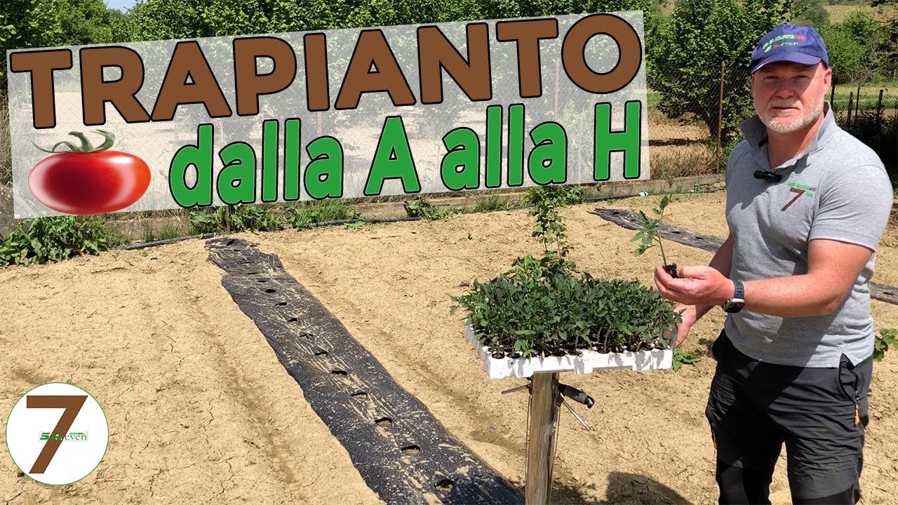 Trapianto Pomodori dalla A alla H