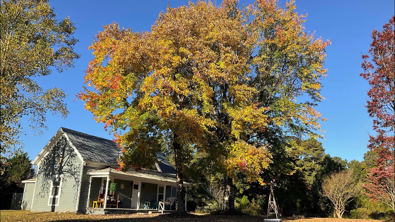 AUTUMN INFINITE DREAM SCARLET AND GOLD COLORS CANDLES OF DAYLIGHT BRING ART TO OUR WORLD USA 🇺🇸