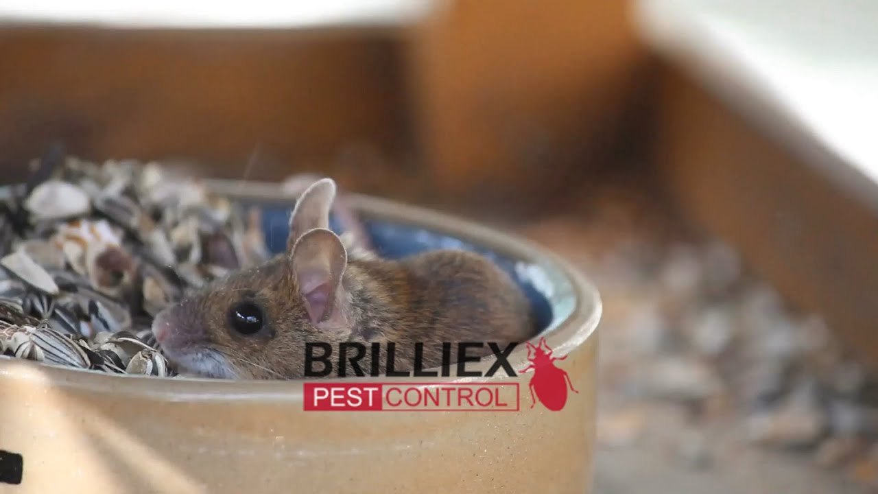3 Warning Signs You Have Mice in Your Home | Brilliex Pest Control
