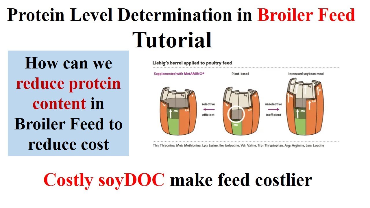 Protein in Broiler Feed | Broiler Feed Sasta Karne ka Tarika WhatsApp 9871584101