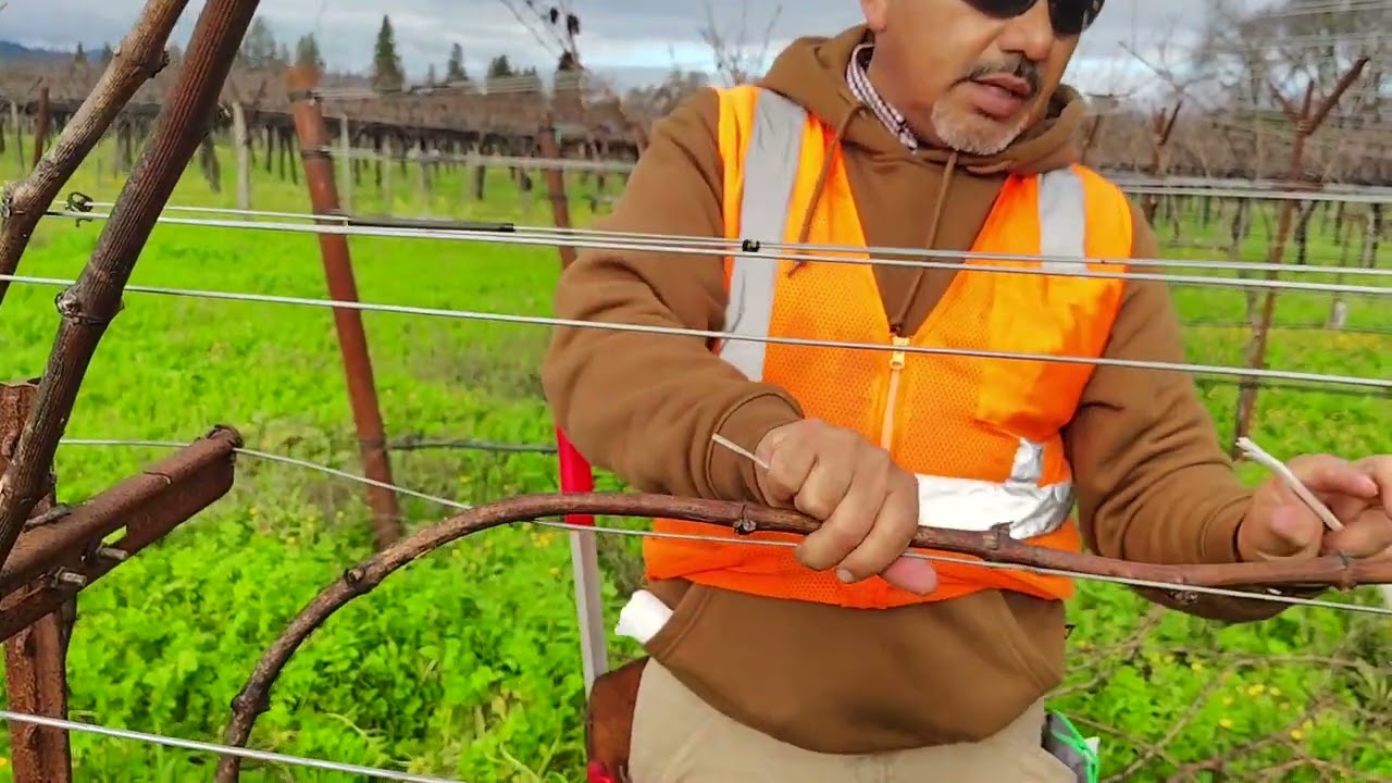 Asiendo poda de caña en el valle de Napa California 