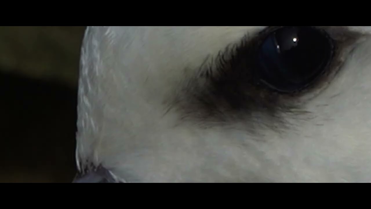stilling fulmar