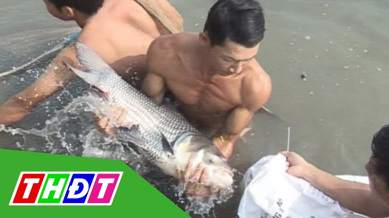 ĐBSCL: Cung cấp hơn 100.000 con giống cá hô/năm | THDT