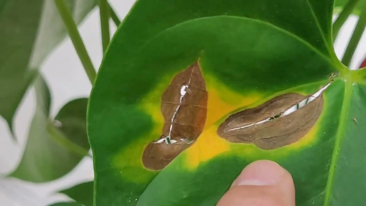 DOENÇA FOLIAR EM ANTÚRIO: ANTRACNOSE