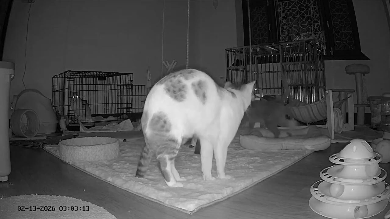Highlights from the Special Needs Kitten Room ( 13 th Feb , 2026 . ) #catsofyoutube 😸🐈‍⬛😻 