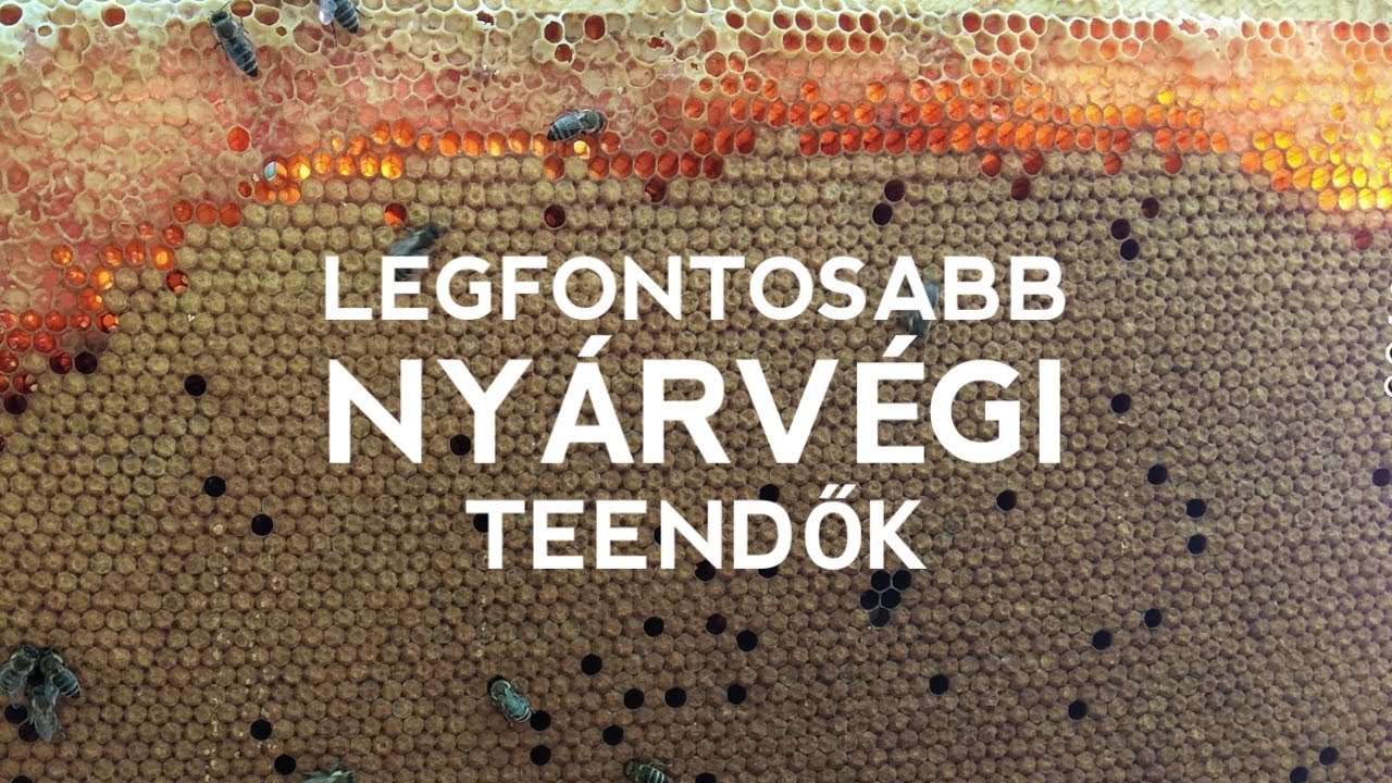 Méhésznapló #43 - Legfontosabb NYÁRVÉGI teendők