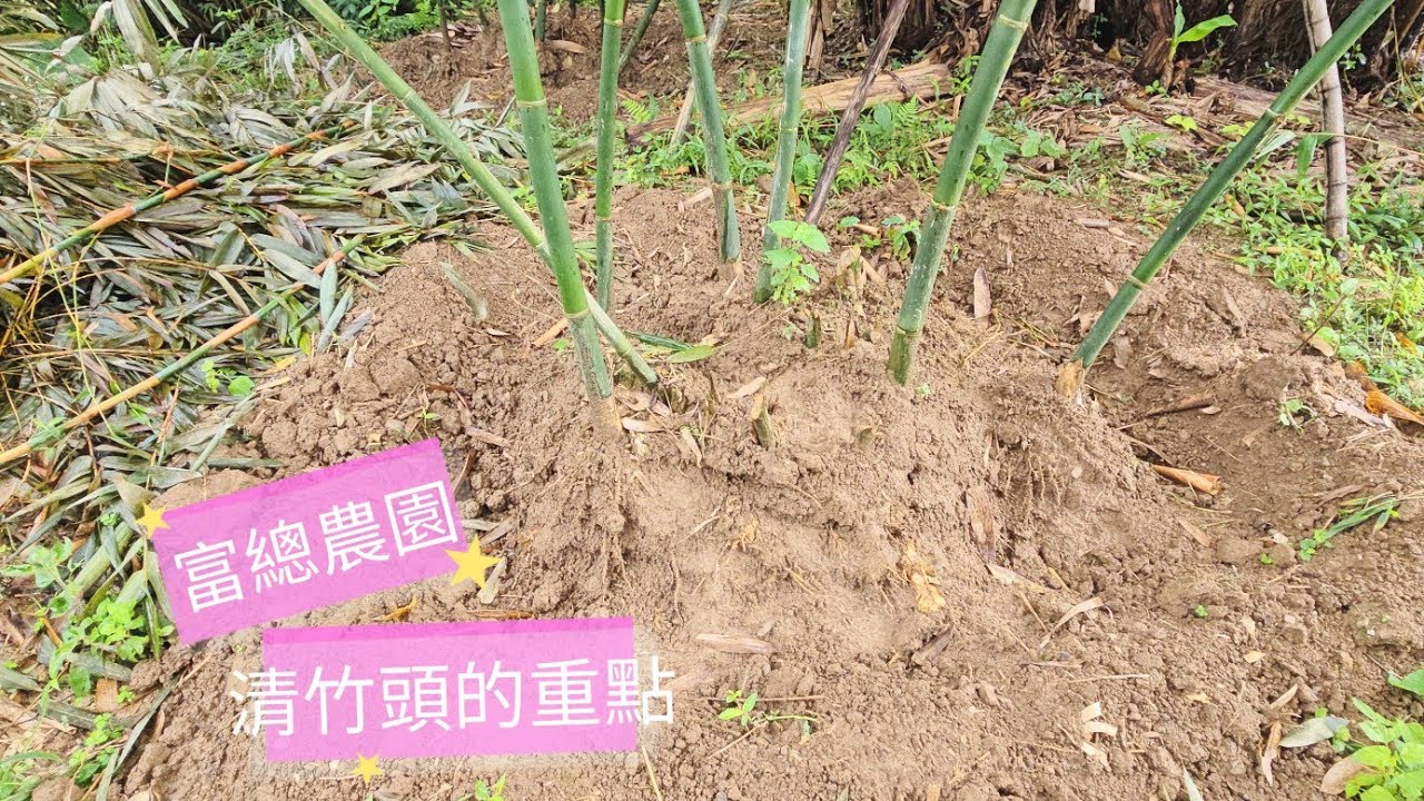  清竹頭的重點 母竹帶新竹〔富總農園〕