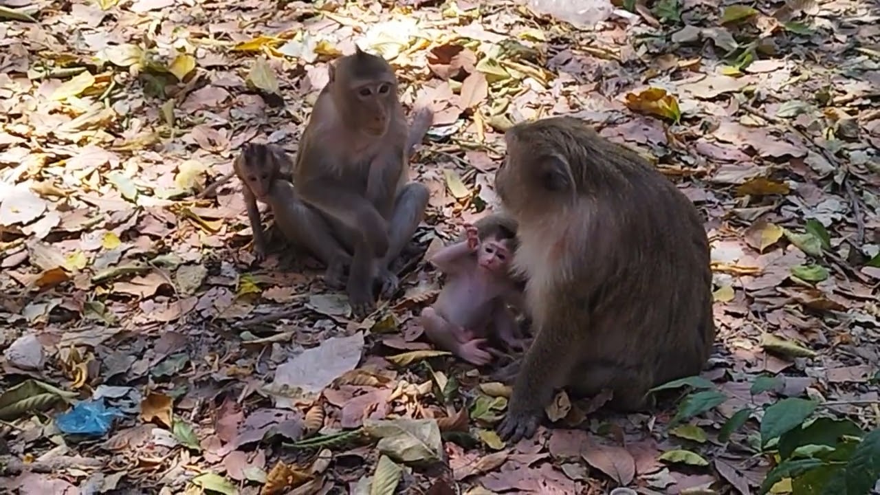 Mama Brianna Carry her New Born Stay Closer her After walking in Morning with Brindy
