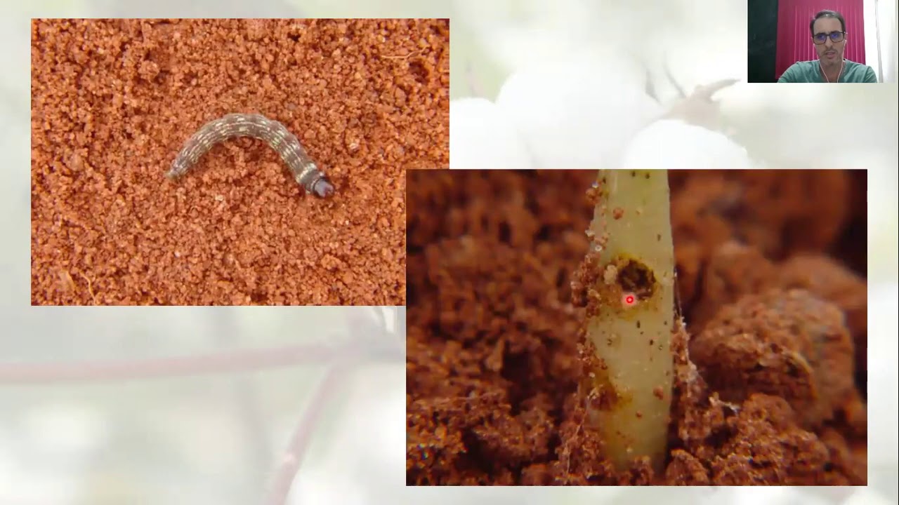 VIDEO AULA CONTROLE DE PRAGAS ALGODOEIRO