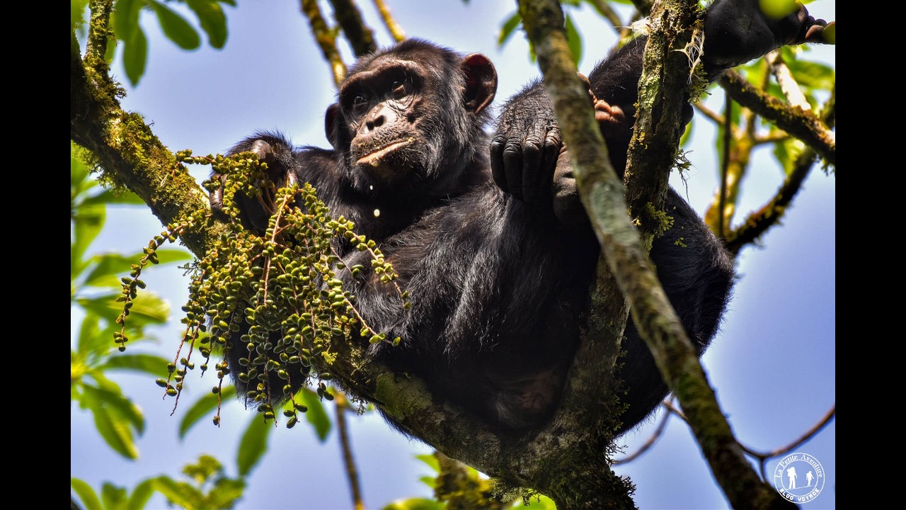 Les chimpanzés de Kibale en Ouganda