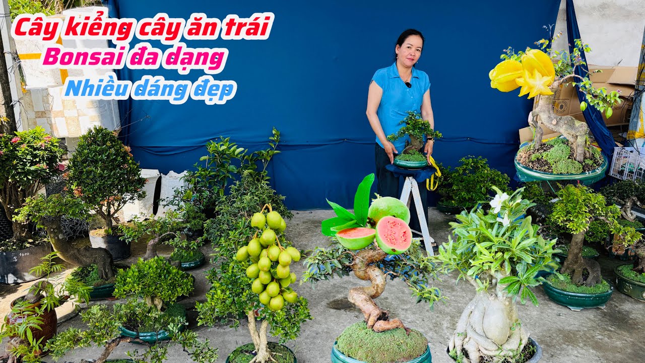 Cây kiểng cây ăn trái bonsai đa dạng nhiều dáng đẹp chào bán..03/02😘📲 0334.270.232.Bích-Nhung