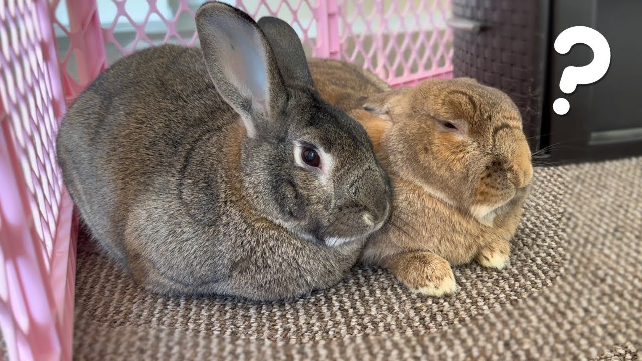 Sneaky Way Rabbit Pretends to Be Alert! 🐰😂🚨