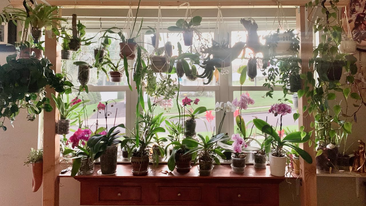 Tour de algunas de mis orquídeas phalaenopsis en floración de casa