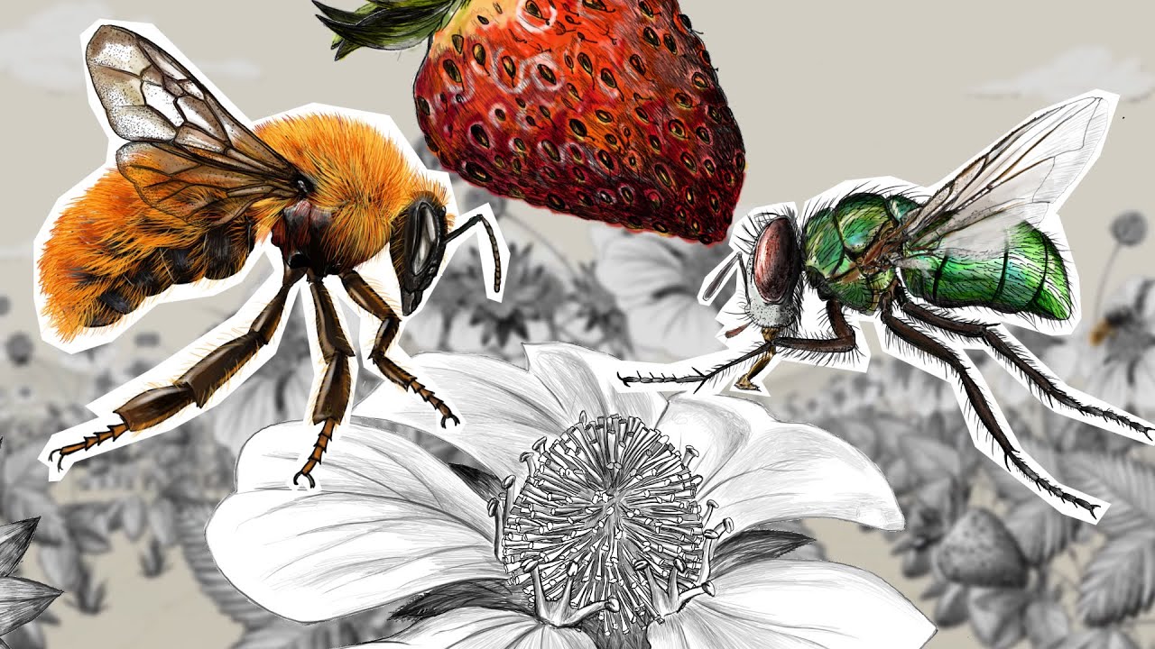 The importance of pollinators in crops