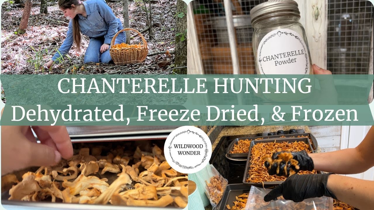 Chanterelle Hunting - Dehydrated, Freeze Dried, & Frozen