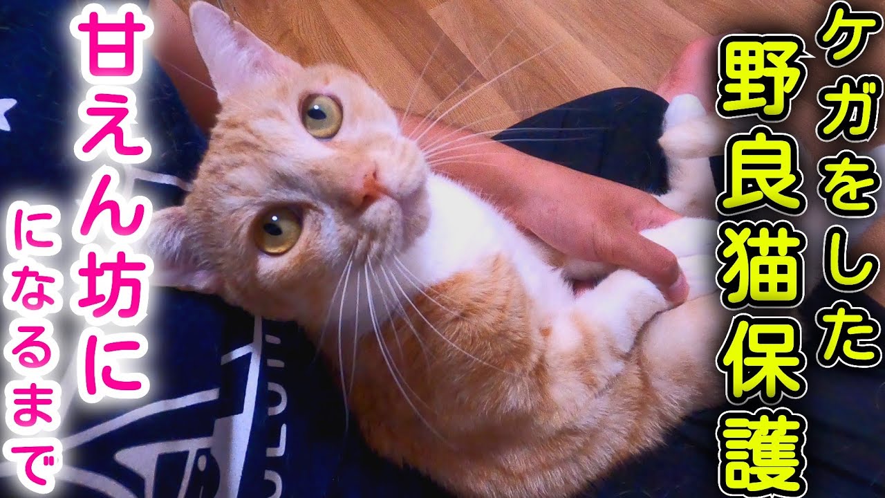 ケガをした野良猫を保護して、甘えん坊になるまで！