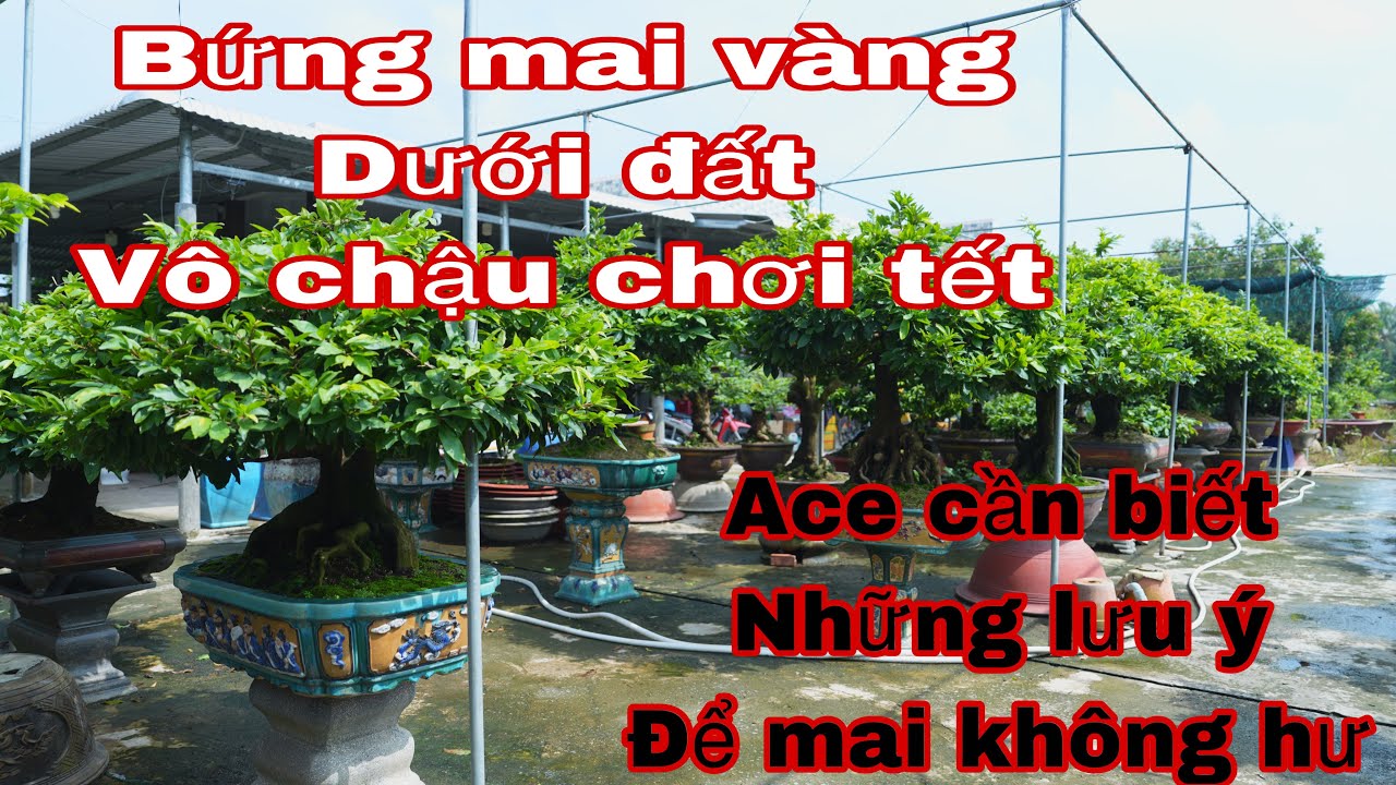 Cách bứng mai vàng dưới đất vô chậu chơi hoa tết