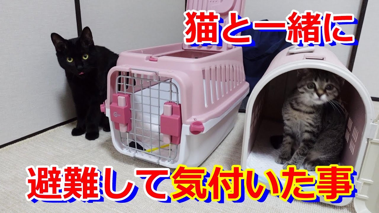 豪雨で猫と一緒に避難した日/一緒に避難して気付いた改善点と必要な物