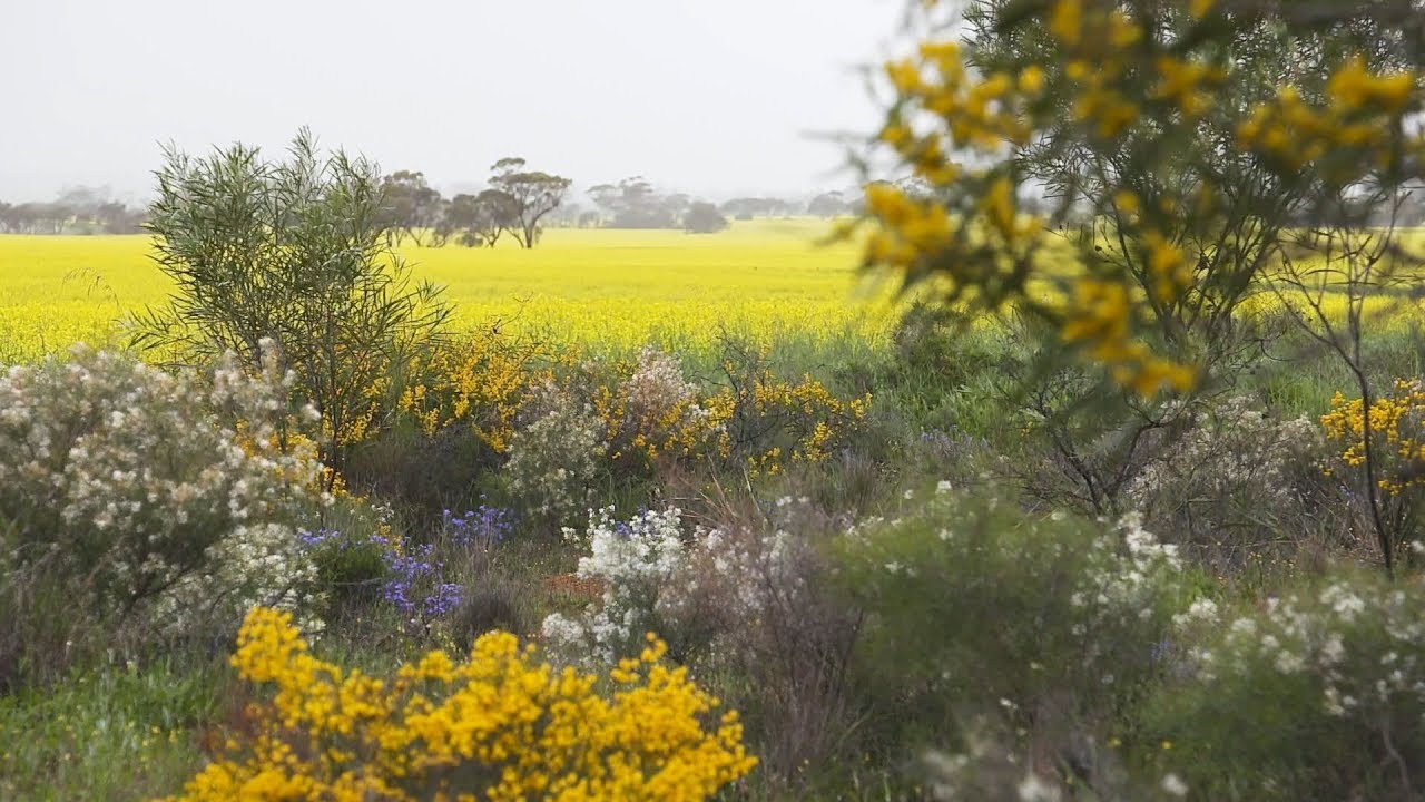 Destination WA - Wongan Hills