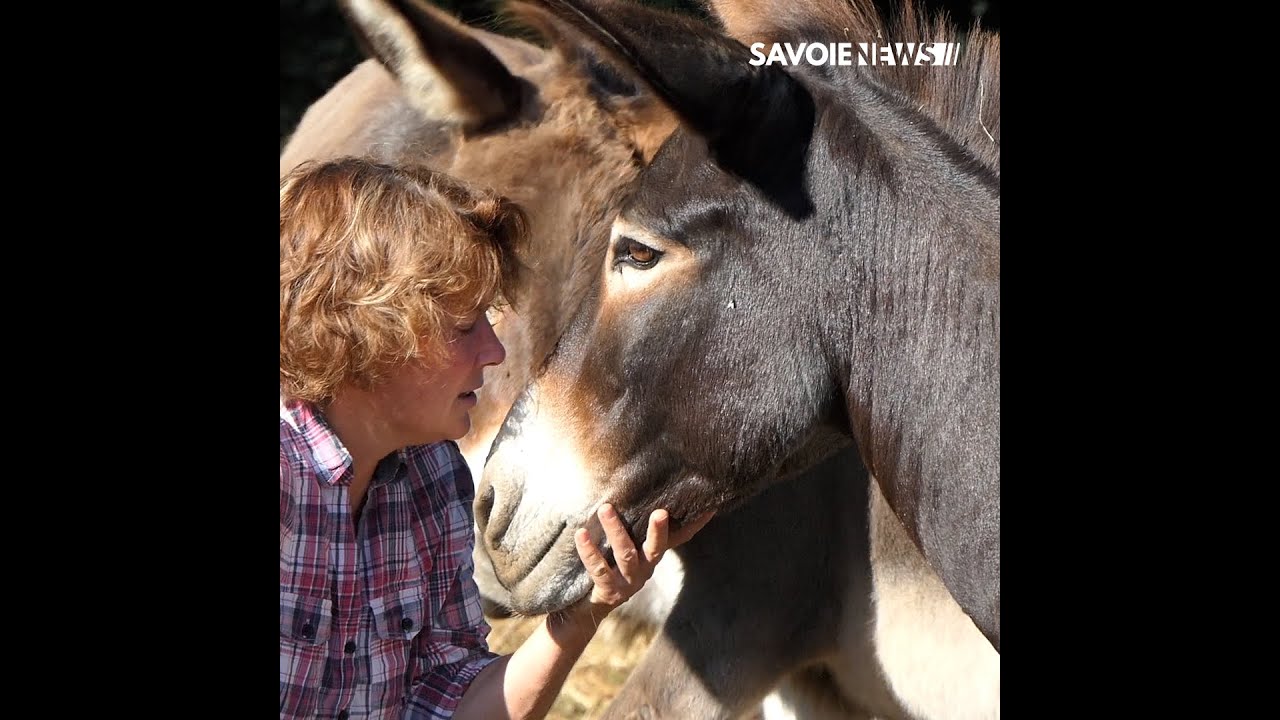 Saint-Pierre-de-Soucy : Production de savon au lait d’ânesse