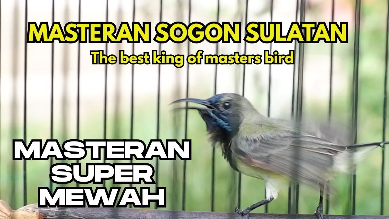 Paling ngeriii‼️ MASTERAN SOGON SUPER MEWAH  | The best king of masters bird