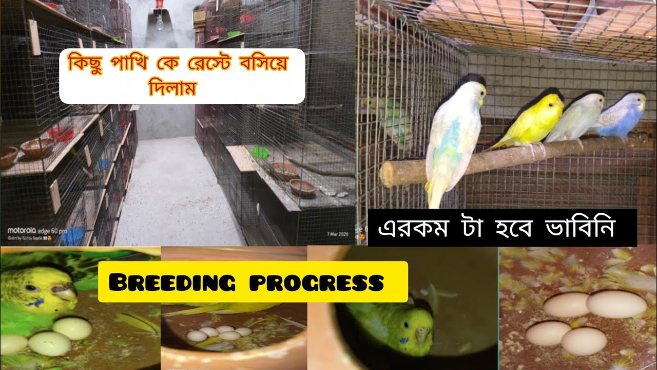 Birdfarming মানে শুধু breeding না, proper care আর managementও খুব important। আমার farmএর mini update