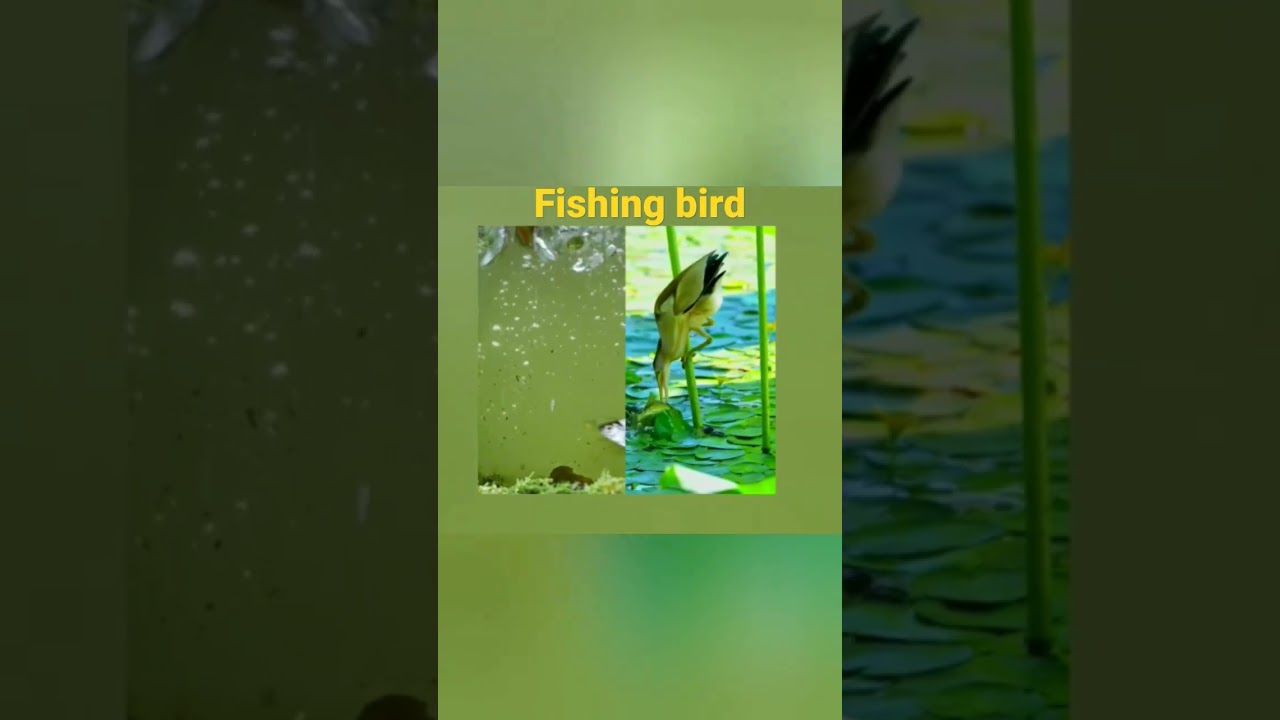 #shorts#fishingbird