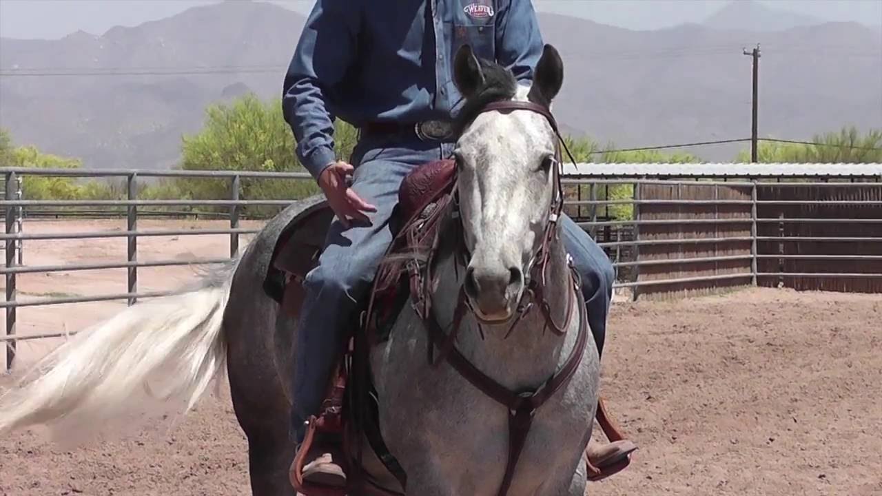 Benefits and Function of a Snaffle Bit