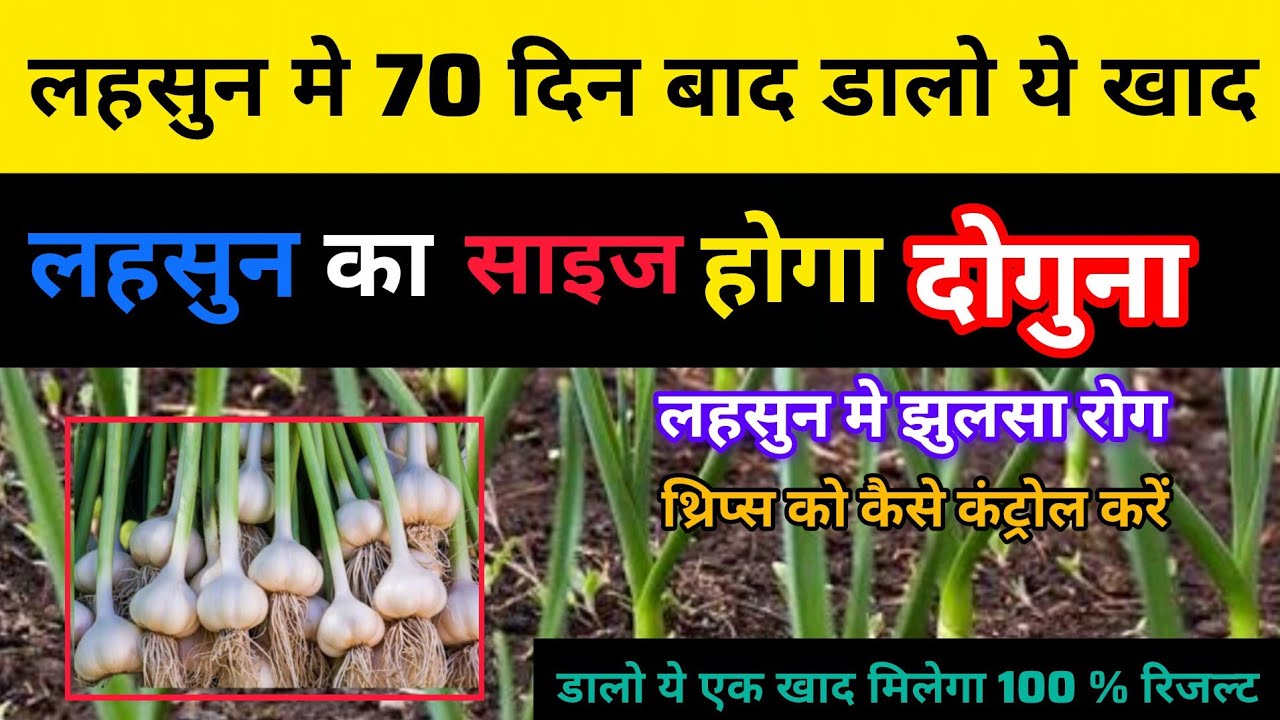 lahsun ka kand kaise badhaye । लहसुन का कंद मोटा करने का सबसे आसान तरीका । lahsun ka size #farming 