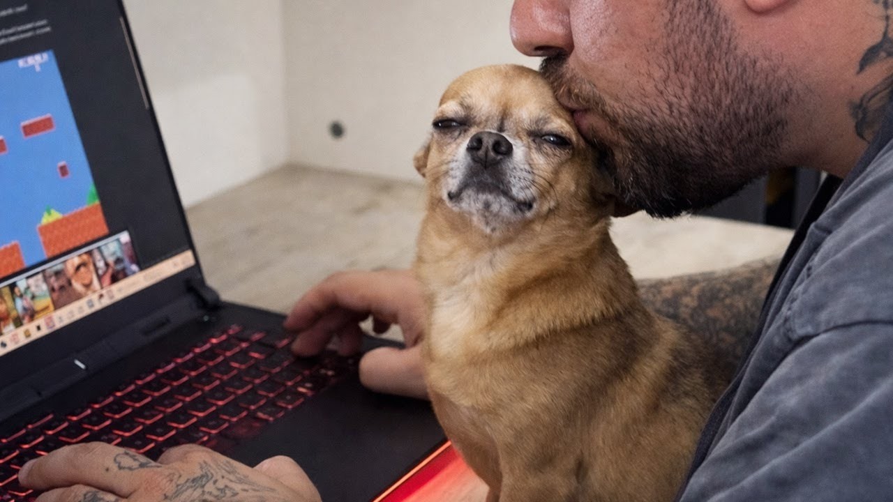 When You Have a Comedian Dog in Your House 😂 Funny Dogs Video