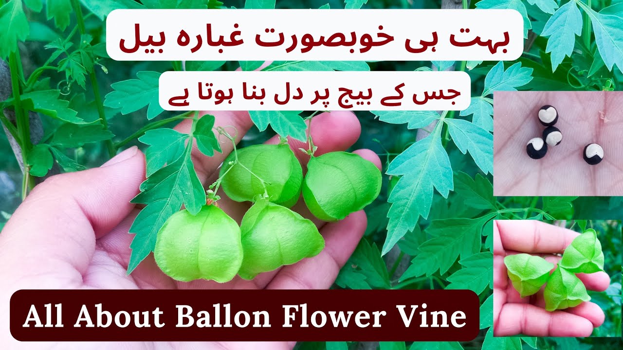 How To Grow And Care Ballon Flower Vine | Rare Garden