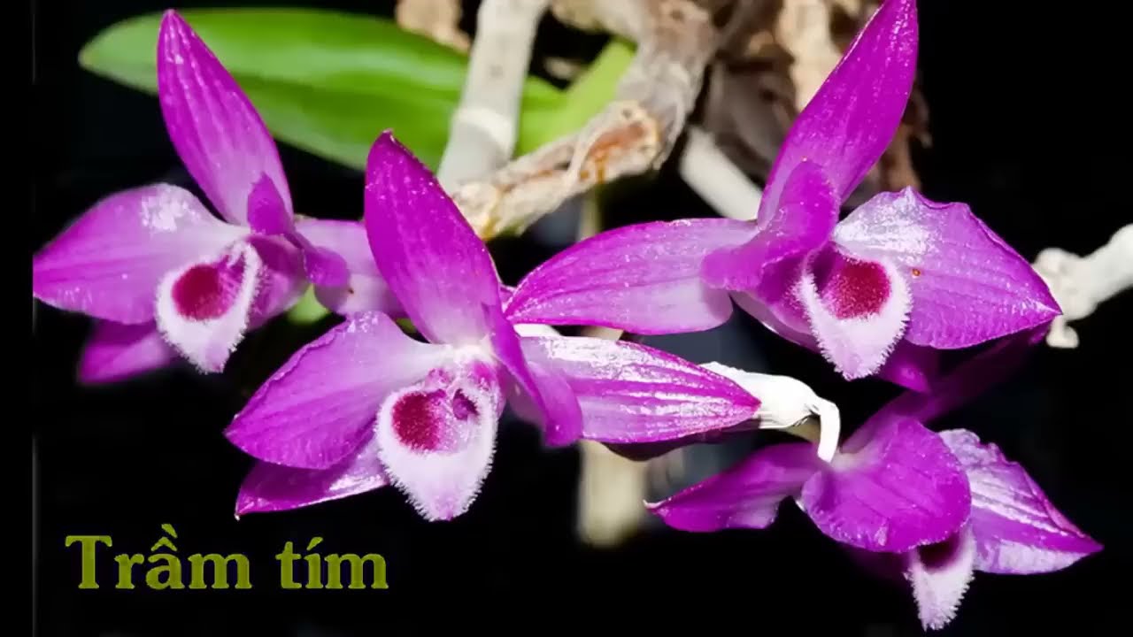 TÊN NHỮNG LOÀI HOA LAN RỪNG VIỆT NAM