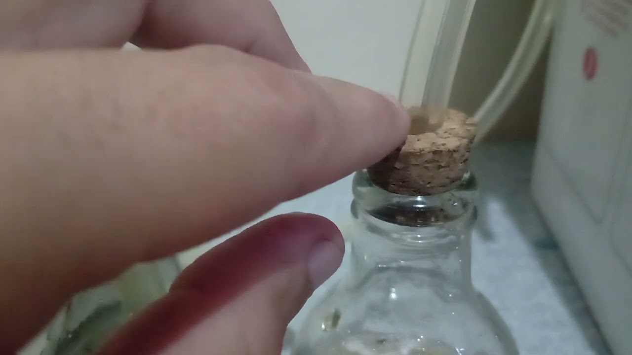Maturação de mel de abelhas sem ferrão