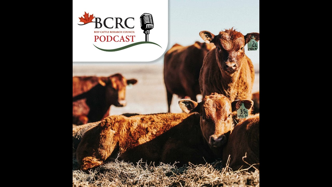 Episode 106: Stacking Good Decisions to Keep Calves Healthy