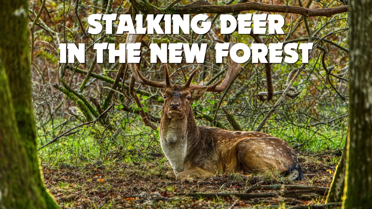 Photographing deer in the New Forest