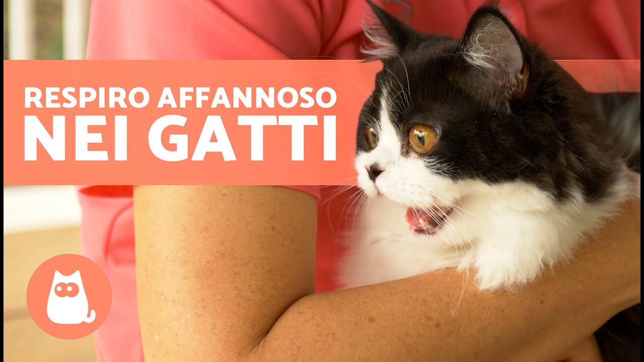 Il mio GATTO ANSIMA e RESPIRA VELOCEMENTE 🐱👅 (Cause e cosa fare)