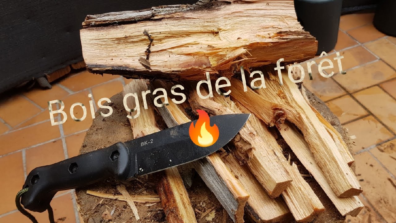 Bois Gras de la forêt  #bois #forêt #bushcraft #bivouac #camping #camp #camper @loursdesmontagnes