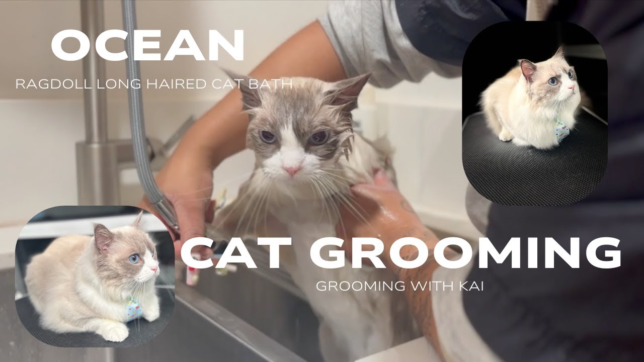 Ocean: Ragdoll Long Haired Cat Grooming